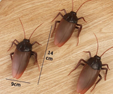 Cockroach toy remote control
